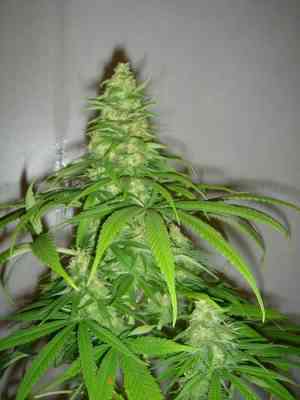 China Yunnan > ACE Seeds | Feminized Marijuana   |  Indica